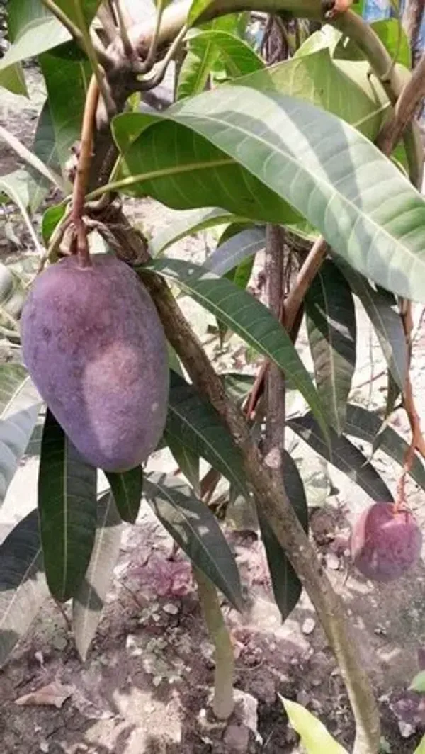 Thai_(Grafted)_Black_kasturi_Mango_Fruit_Plant_(Hybrid,_Pack_Of_1)
