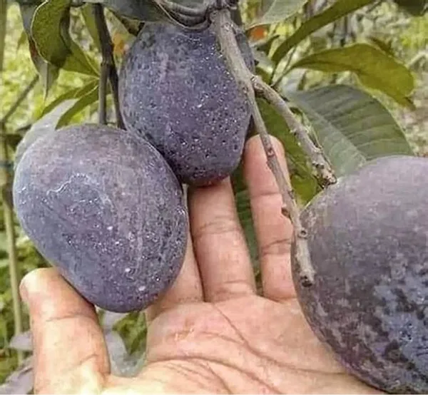 Thai_(Grafted)_Black_kasturi_Mango_Fruit_Plant_(Hybrid,_Pack_Of_1)
