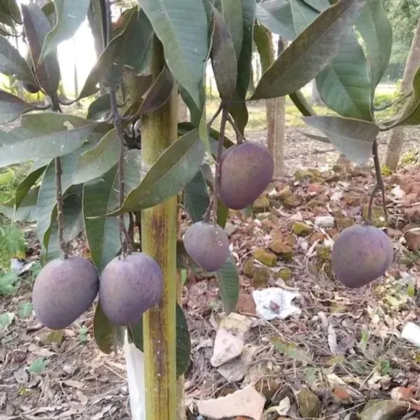 Thai_(Grafted)_Black_kasturi_Mango_Fruit_Plant_(Hybrid,_Pack_Of_1)