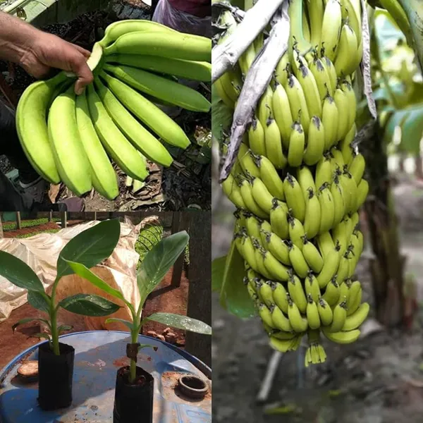 Tissus_Culture_G9_Banana_Plant_(1.5-2_Feet_Height_Pack_Of_1)