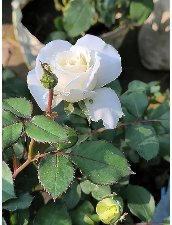 White_Fragrant_Rose_Plant