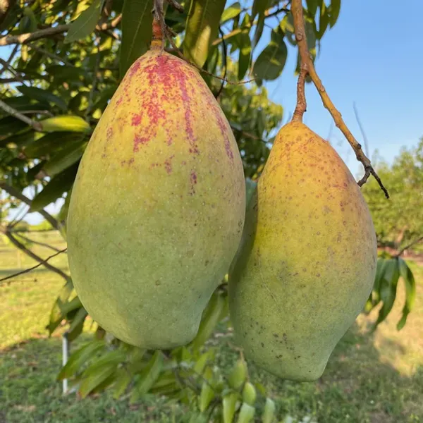 Totapuri_All_Time_(Grafted)_Mango_Fruit_Plant_(Pack_Of_1)