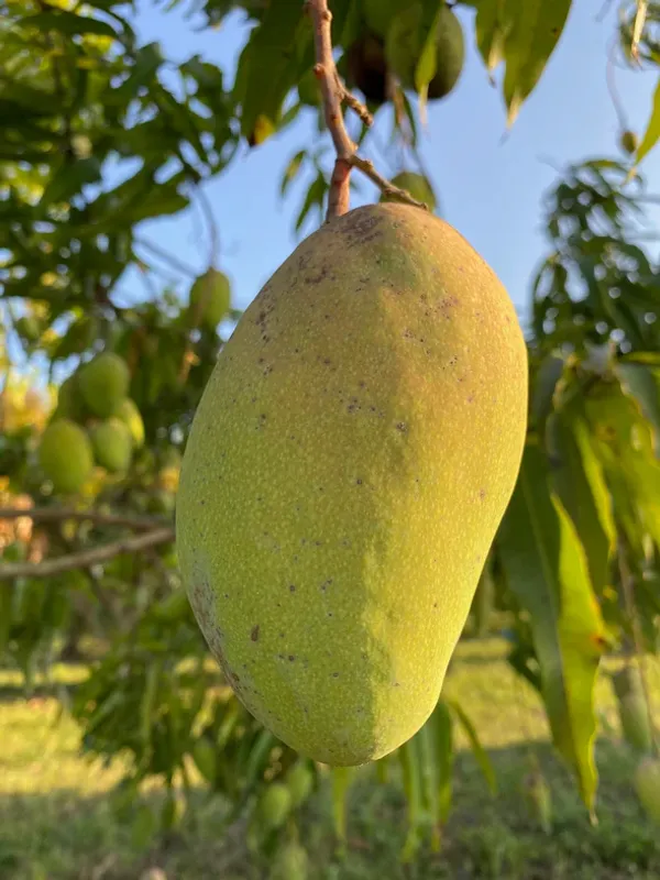 Totapuri_All_Time_(Grafted)_Mango_Fruit_Plant_(Pack_Of_1)
