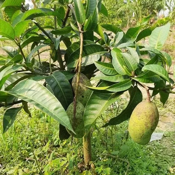 Totapuri_All_Time_(Grafted)_Mango_Fruit_Plant_(Pack_Of_1)