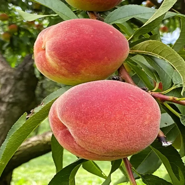 Peach_Fruit_Plant