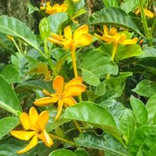 Yellow_Gardenia_Plant