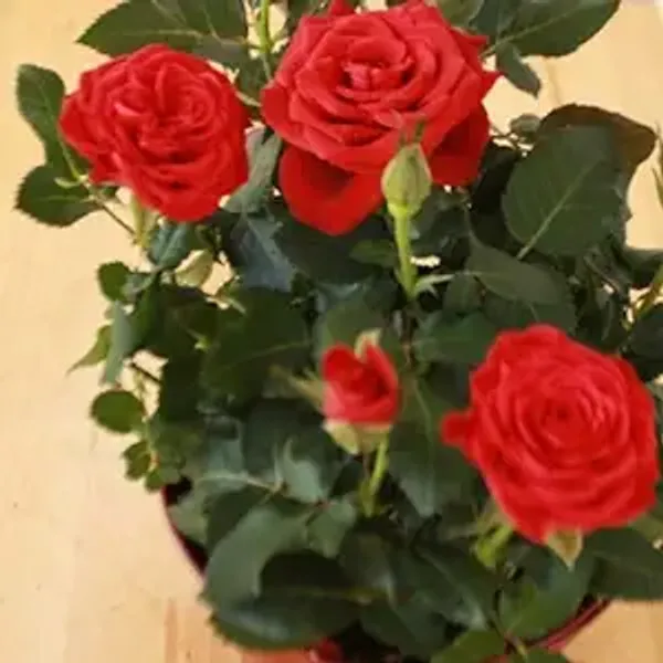 Rosea_Red_Grafted_Plant