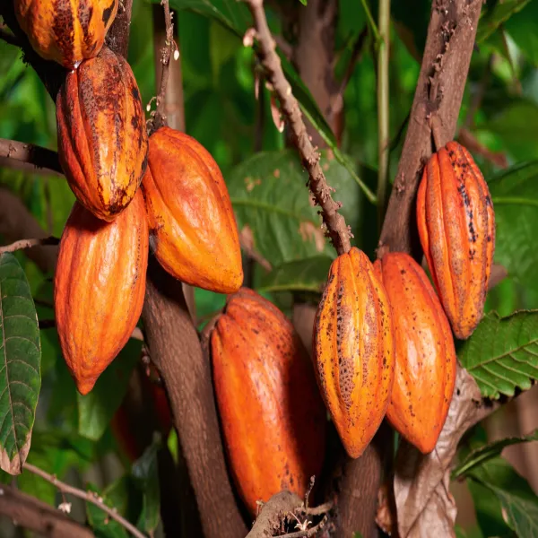 Coco_Fruit_Plant_Outdoor