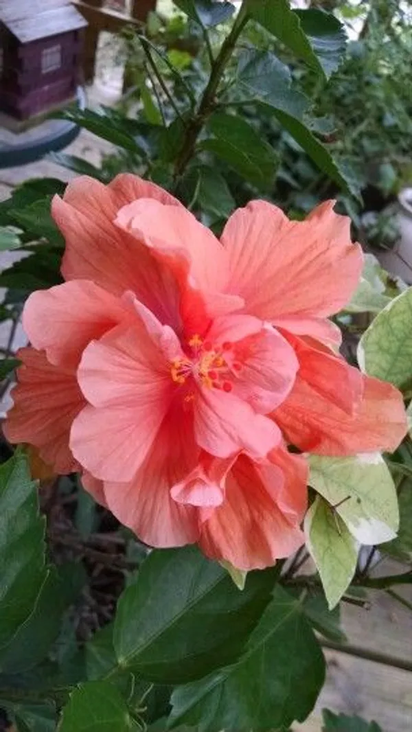 Beautiful_American_Grafted_ibiscus_Flowering_Plant