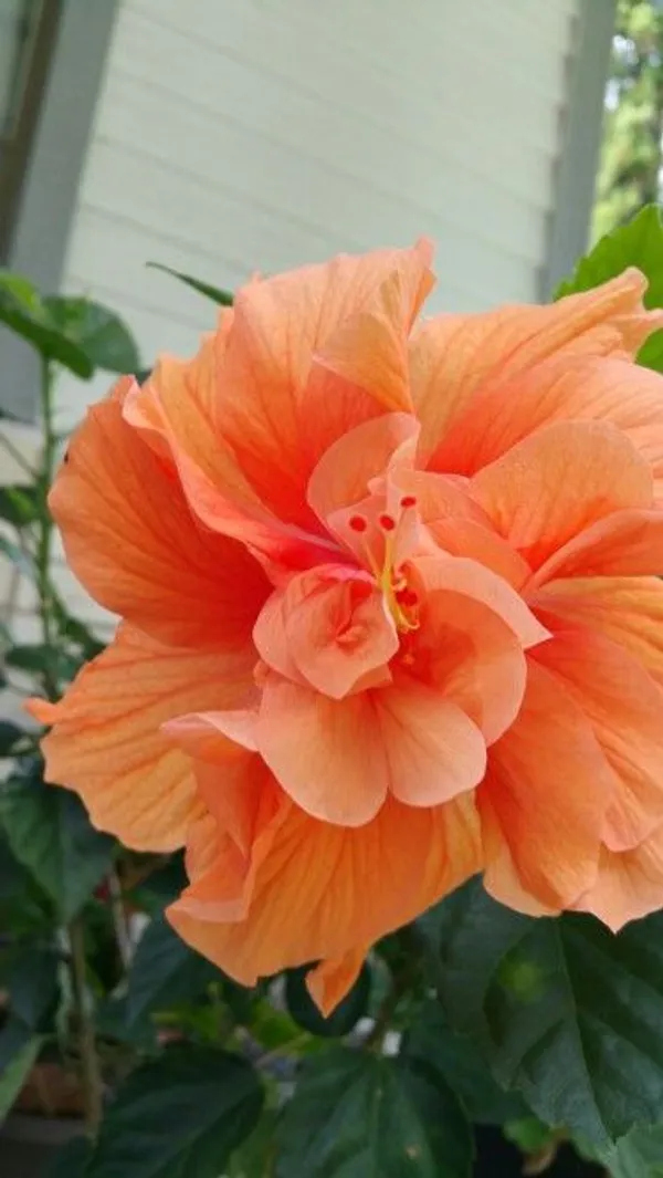 Beautiful_American_Grafted_ibiscus_Flowering_Plant