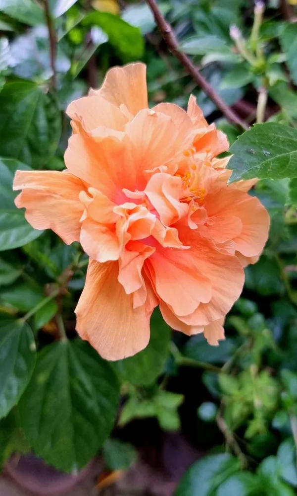 Beautiful_American_Grafted_ibiscus_Flowering_Plant
