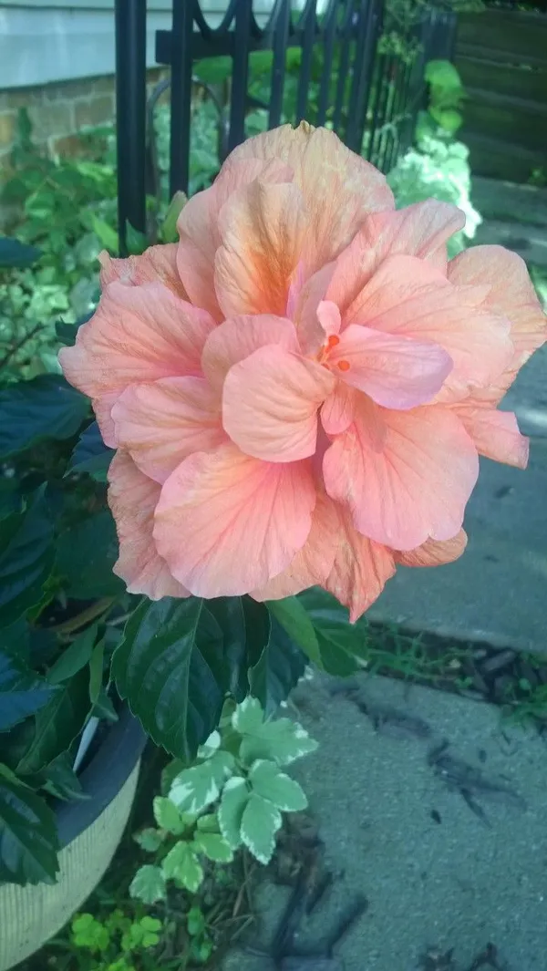 Beautiful_American_Grafted_ibiscus_Flowering_Plant