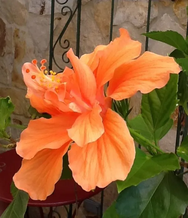 Beautiful_American_Grafted_ibiscus_Flowering_Plant