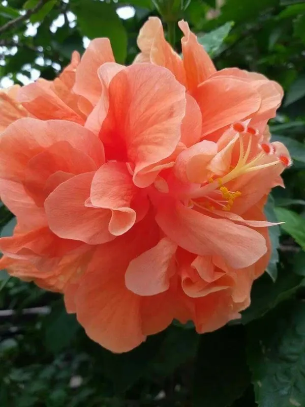 Beautiful_American_Grafted_ibiscus_Flowering_Plant