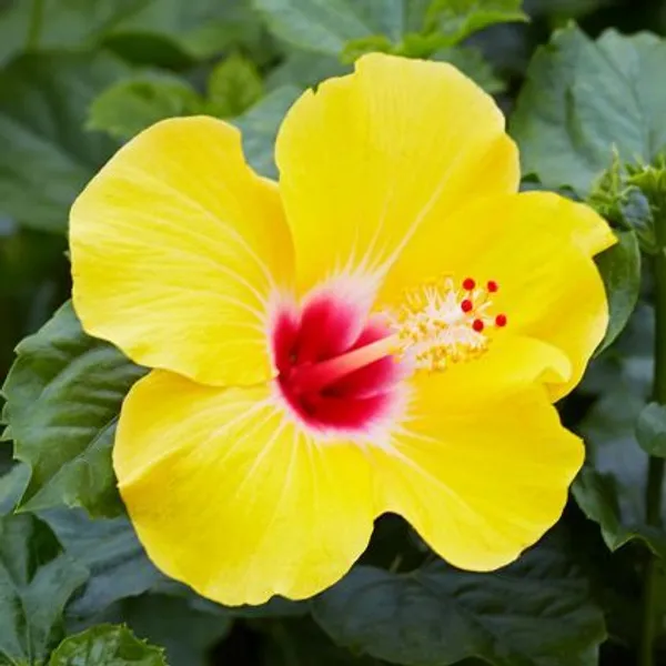 Orange_Hibiscus_Flowering_Plant_Grafted