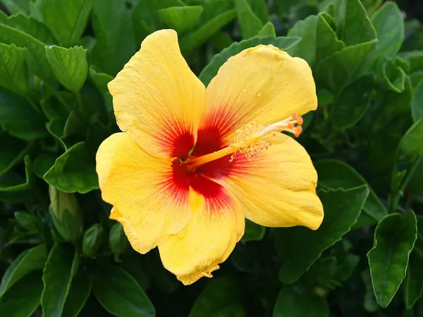 Orange_Hibiscus_Flowering_Plant_Grafted