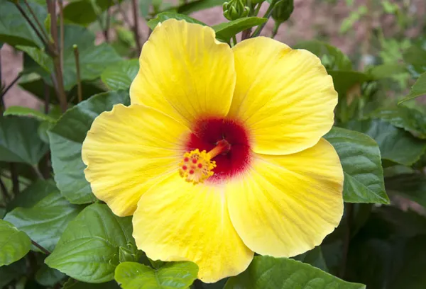 Orange_Hibiscus_Flowering_Plant_Grafted
