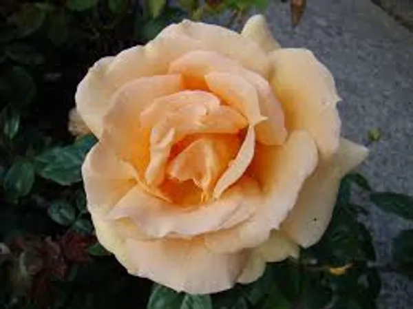Indian_Summer_Rose_Plant