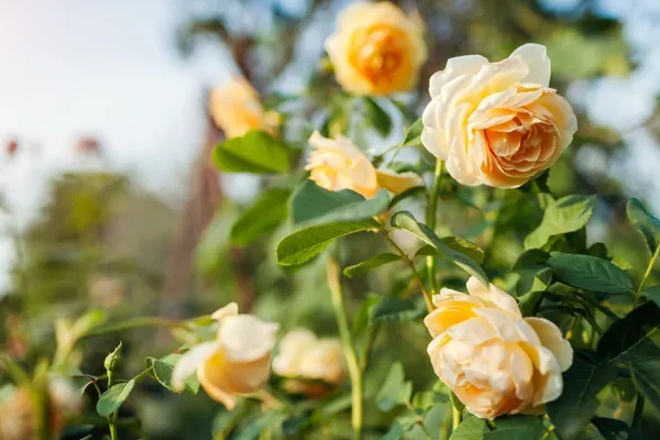 Yellow_Rose_Fragnant