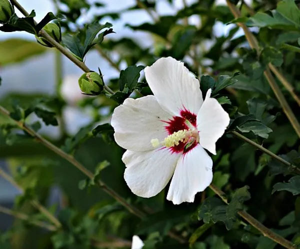 Red_Heart_Hibiscus_Plant