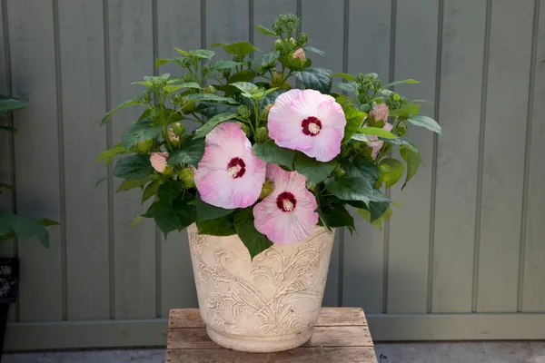 Honeymoon_Red_Hibiscus_Plant