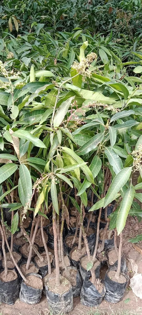 Honeydew_(Grafted)_Sweet_Mango_Fruit_Plant_(Hybrid,_Pack_Of_1)
