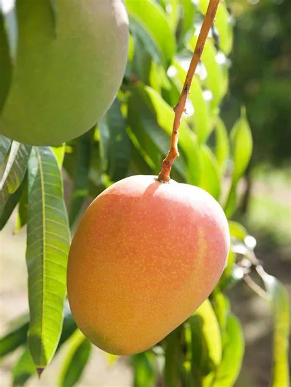 Honeydew_(Grafted)_Sweet_Mango_Fruit_Plant_(Hybrid,_Pack_Of_1)