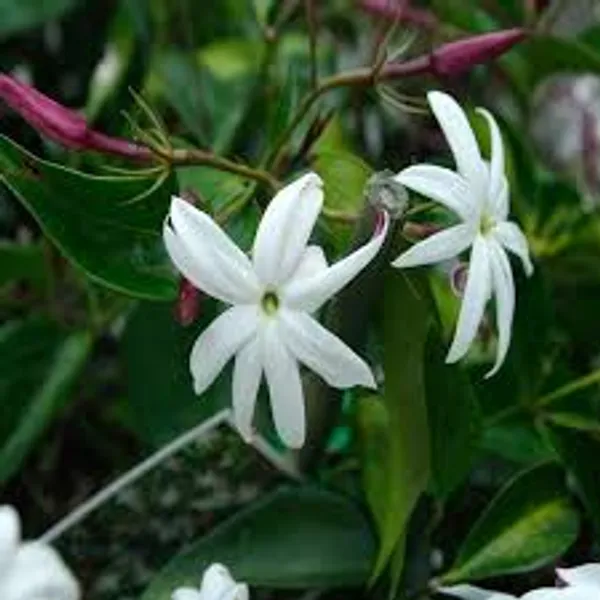 Angel_Wing_Jasmine_Plant