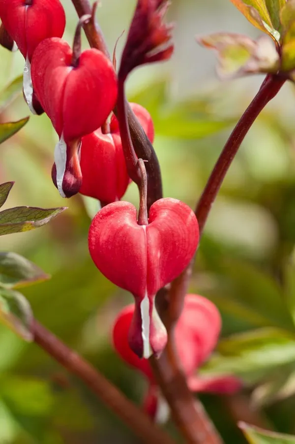 Red_Bleeding_Heart_Plant
