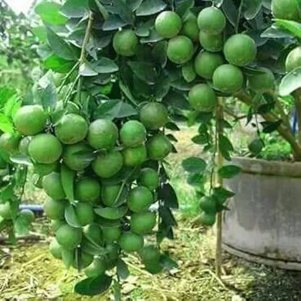 Hybrid_Kolkata_Lemon_Plant_|_Grafting_Plant