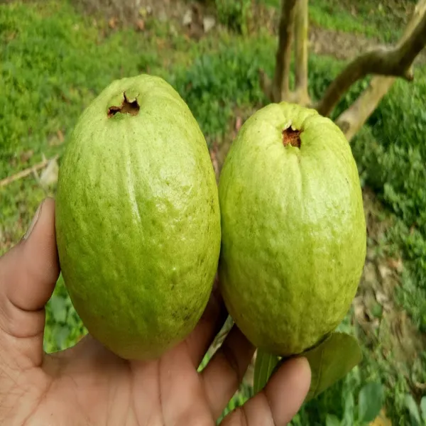Baruipur_Guava_Grafted_Plant