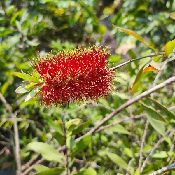 Bottle_Brush_Flower_Plant_Dwarf