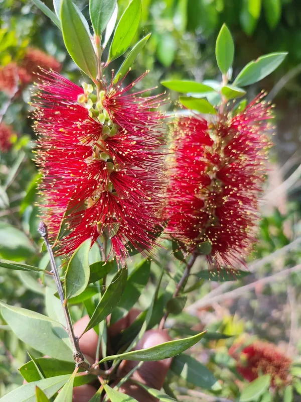 Bottle_Brush_Flower_Plant_Dwarf