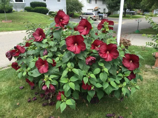 Luna_Red_Hibiscus_Plant