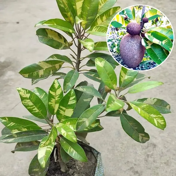 Variegated_Chiku_Plant