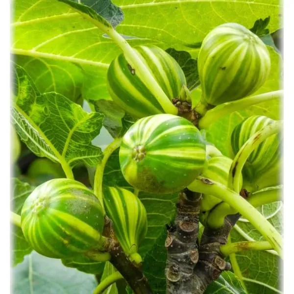 Variegated_Fig_Plant_(1.5-3_Feet_Height_Pack_Of_1)