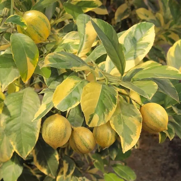 Variegated_Pink_Lemon_Plant_&_Tree_(1.5-3.5_Ft_Height)_For_Home_Garden,_Easy_To_Care_Healthy_Lemon_Plant,_Pack_Of_1