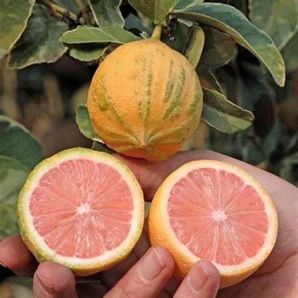Variegated_Pink_Lemon_Plant_&_Tree_(1.5-3.5_Ft_Height)_For_Home_Garden,_Easy_To_Care_Healthy_Lemon_Plant,_Pack_Of_1