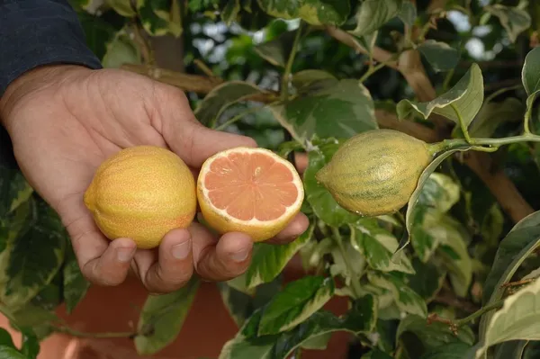 Variegated_Pink_Lemon_Plant_&_Tree_(1.5-3.5_Ft_Height)_For_Home_Garden,_Easy_To_Care_Healthy_Lemon_Plant,_Pack_Of_1