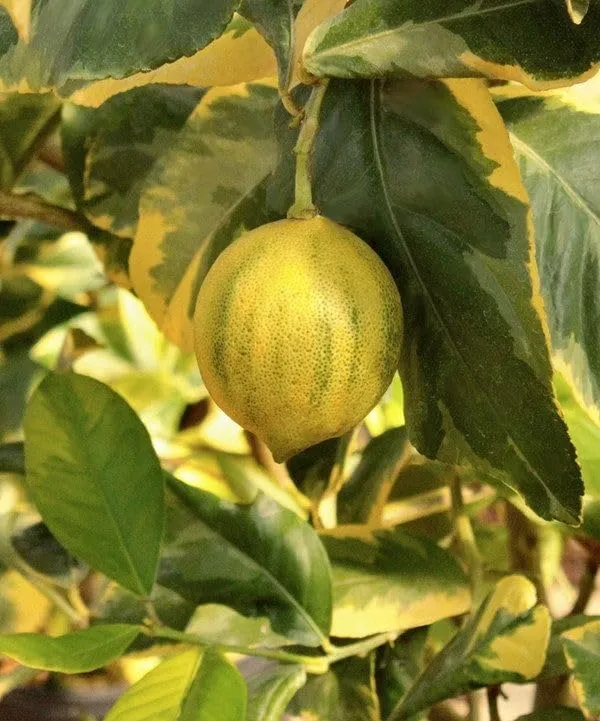 Variegated_Pink_Lemon_Plant_&_Tree_(1.5-3.5_Ft_Height)_For_Home_Garden,_Easy_To_Care_Healthy_Lemon_Plant,_Pack_Of_1