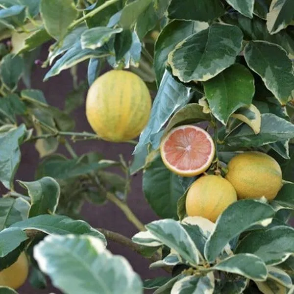 Variegated_Pink_Lemon_Plant_&_Tree_(1.5-3.5_Ft_Height)_For_Home_Garden,_Easy_To_Care_Healthy_Lemon_Plant,_Pack_Of_1