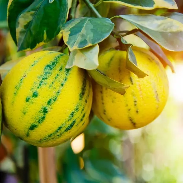 Variegated_Pink_Lemon_Plant_&_Tree_(1.5-3.5_Ft_Height)_For_Home_Garden,_Easy_To_Care_Healthy_Lemon_Plant,_Pack_Of_1