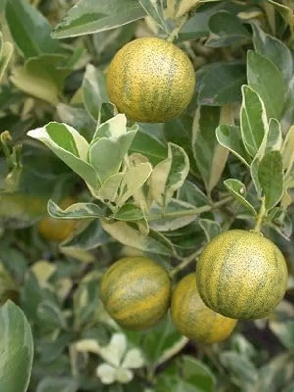 Variegated_Pink_Lemon_Plant_&_Tree_(1.5-3.5_Ft_Height)_For_Home_Garden,_Easy_To_Care_Healthy_Lemon_Plant,_Pack_Of_1