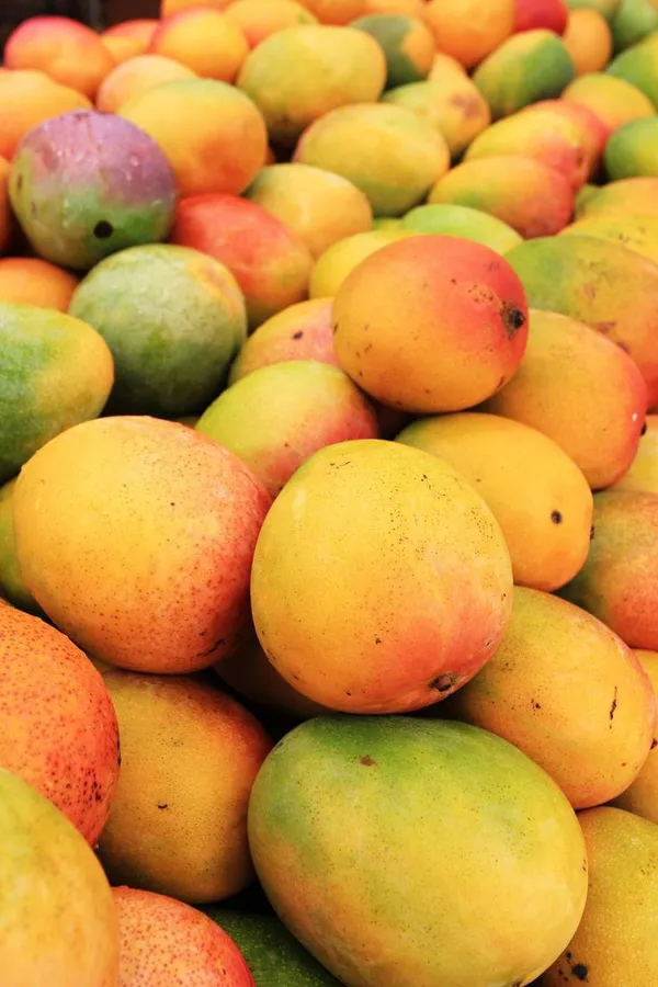 Vastara_Mango_Plant_|_Hybrid_And_Grafting_Plant_(Pack_Of_1)
