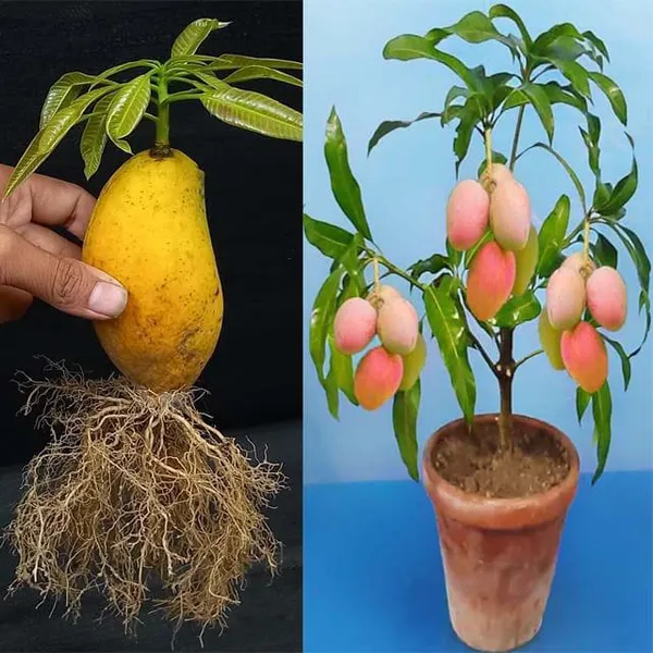 Vastara_Mango_Plant_|_Hybrid_And_Grafting_Plant_(Pack_Of_1)