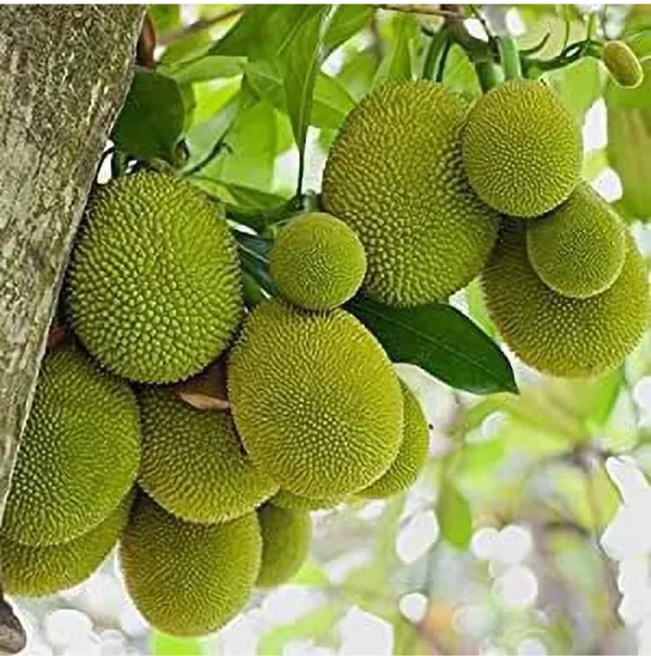 Vietnam_Gumless_Jackfruit_Grafted_Plant