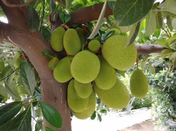 Vietnam_Gumless_Jackfruit_Grafted_Plant