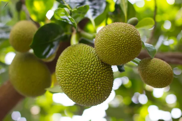 Vietnam_Seedless_Jackfruit_Grafted_Dwarf_Varieties_Plant