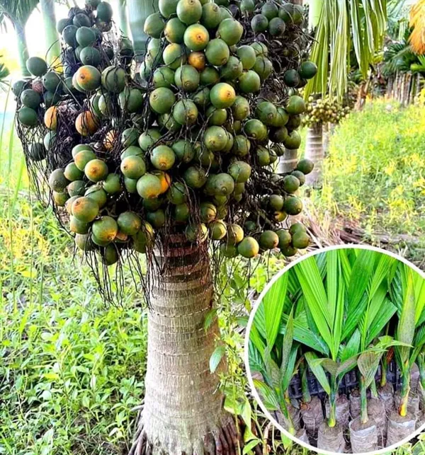 Vietnam_Betel_Nut/Supari_Dwarf_Varieties_Plant