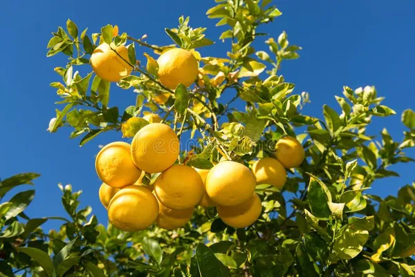 Vietnami_Mosambi_Lemon_Hybrid_Fruit_Plant